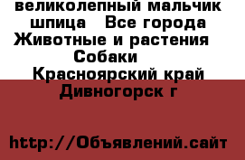 великолепный мальчик шпица - Все города Животные и растения » Собаки   . Красноярский край,Дивногорск г.